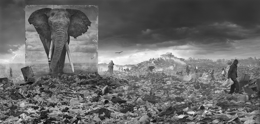 NICK BRANDT, Wasteland with Elephant. Courtesy the artist and Atlas Gallery.